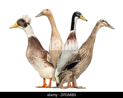 Seitenansicht einer Gruppe Enten auf der Suche nach links und rechts vor weißem Hintergrund Stockfoto