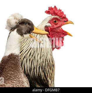 Nahaufnahme von einem Brahama Hahn und eine Crested Ente Gequake vor weißem Hintergrund Stockfoto