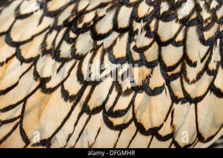 Makro ein Sebright Zwerg Hahn Feder Stockfoto