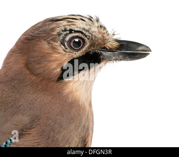 Nahaufnahme von einem Eichelhäher Garrulus Glandarius, vor weißem Hintergrund Stockfoto