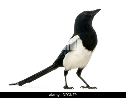Gemeinsamen Elster nachschlagen, Pica Pica, vor weißem Hintergrund Stockfoto