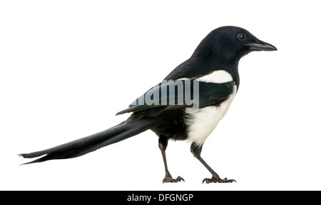 Gemeinsamen Elster, Pica Pica, vor weißem Hintergrund Stockfoto