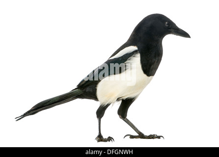 Gemeinsamen Elster, Pica Pica, vor weißem Hintergrund Stockfoto