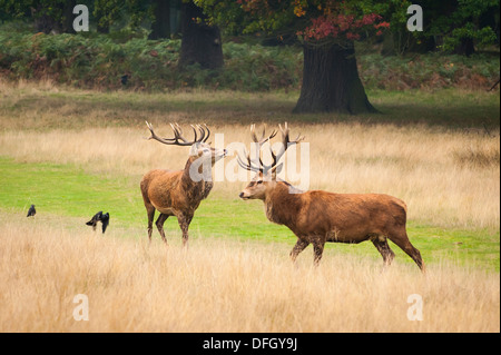 London, Richmond upon Thames, Royal Richmond Park, Parks, Rehe Hirsche in der Brunft Paarung würzen, 2 zwei Hirsch Hirsch groß Trockenrasen Stockfoto