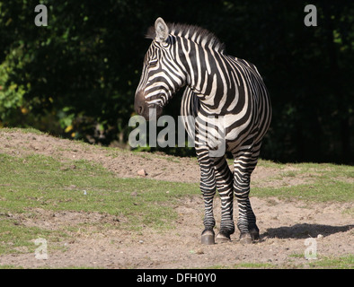 Reifen Sie Grant Zebra (Equus Quagga Boehmi) in der Savanne von Dierenpark Emmen Zoo, Niederlande Stockfoto