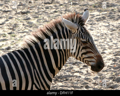 Nahaufnahme des Kopfes & Oberkörper eine Grant-Zebra (Equus Quagga Boehmi) Stockfoto