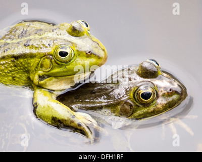 Nahaufnahme von zwei Paarung grüne Frösche im Wasser Stockfoto