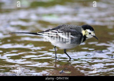 Ein Trauerschnäpper Bachstelze Paddeln im Wasser UK Stockfoto