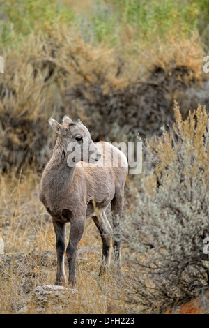 Bighorn sheep Ovis canadensis Lamm, Yellowstone National Park, Montana, USA Stockfoto