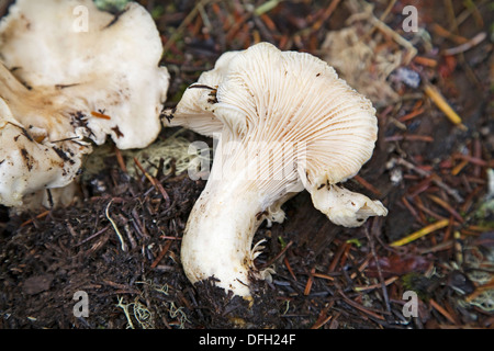 Eierschwämmen Cibarius, weißer Pfifferling Pilz, ein Speisepilz Stockfoto