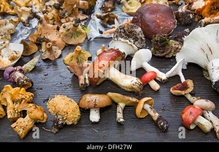 Eine Tabelle gefüllt mit frisch gepflückten Pilze aus den Cascade Mountains in Zentral-Oregon Stockfoto