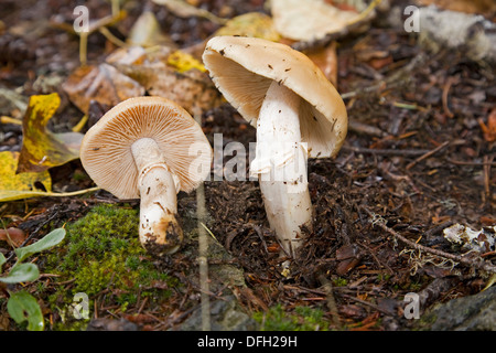 Ein Zigeuner Pilz Cortinarius wild Speisepilz Stockfoto