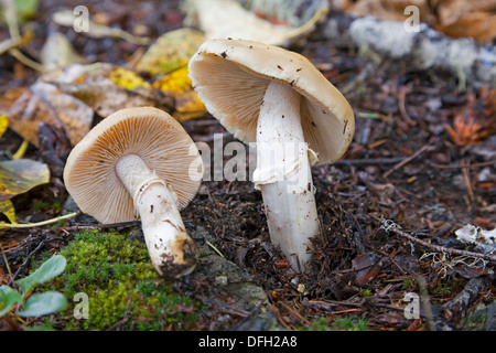 Ein Zigeuner Pilz Cortinarius, ein wild Speisepilz Stockfoto