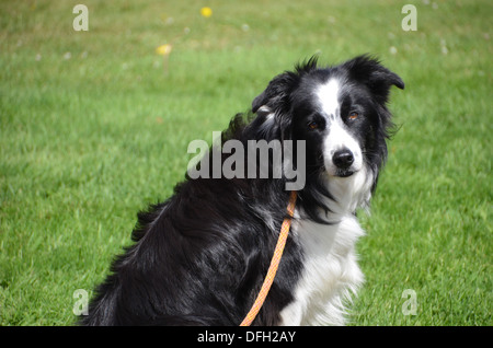 Black And White Border Collie Hund sitzt auf dem Rasen mit seiner Leine an einem sonnigen Tag in Prince Edward Island, Canada Stockfoto