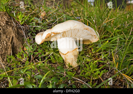 Weißer Matsutake Pilz in freier Wildbahn, vielleicht am meisten gesucht nach Pilz im pazifischen Nordwesten, Armillaria ponderosa Stockfoto