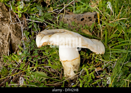 Weißer Matsutake Pilz in freier Wildbahn, vielleicht am meisten gesucht nach Pilz im pazifischen Nordwesten, Armillaria ponderosa Stockfoto