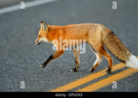 Der Rotfuchs Vulpes vulpes Jagd, Yellowstone National Park, Wyoming, USA Stockfoto