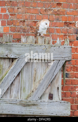 Schleiereule, Tyto Alba, Erwachsene auf Stalltür thront, Stockfoto