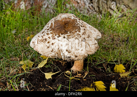 Chlorophyllum Rachodes, der Shaggy Sonnenschirm Wildpilz Stockfoto