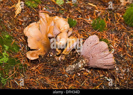 Ein wild Speisepilz oder Pilz bekannt als Befestigung Clavcatus oder Schweine Ohr. Stockfoto