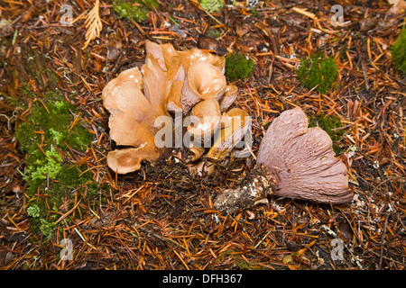 Wilde essbare Pilz-Schweine Ohr Befestigung, Befestigung Clavatus, Pazifischer Nordwesten Stockfoto