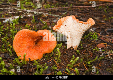 Eine Befestigung Floccosus, manchmal bekannt als die shaggy-, schuppig-, oder wollig Pfifferlinge oder wollig Befestigung Stockfoto