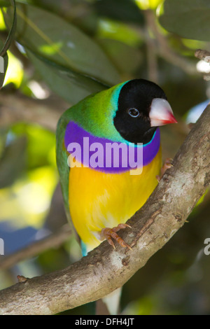 Lady Prachtfinkenart Finch (Erythrura Gouldiae) männlich mit schwarzen Kopf - Fort Lauderdale, Florida. Stockfoto