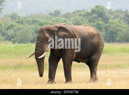 Afrikanische Malebull Elefant Tusker Akagera National Game Park Ruanda Central Nordafrika Stockfoto