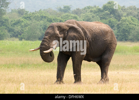 Afrikanischen männlich/Bull Elefant Tusker Akagera National Game Park Ruanda Central Nordafrika Stockfoto