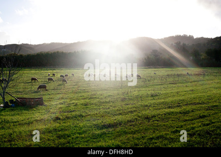 Schafe weiden in aljezur Stockfoto