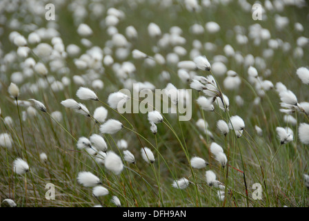 Wollgras: bekannt wie Wollgras, Wollgras oder Cottonsedge wachsen auf Yorkshire moors, England UK Stockfoto