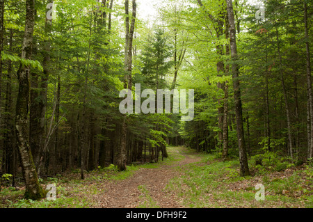 Eine alte Forststraße im Bereich Waterville Valley of The White Mountain National Forest Stockfoto