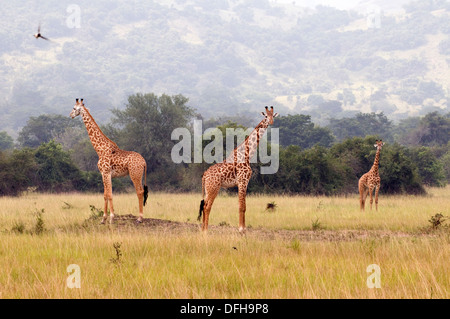 Giraffe Giraffa Plancius Akagera National Game Park Ruanda Central Nordafrika Stockfoto