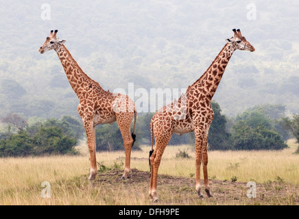 Giraffe Giraffa Plancius Akagera National Game Park Ruanda Central Nordafrika Stockfoto