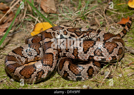 Östlichen Milch Schlange - Lampropeltis triangulum Stockfoto