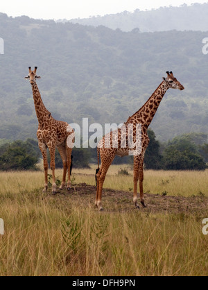 Giraffe Giraffa Plancius Akagera National Game Park Ruanda Central Nordafrika Stockfoto