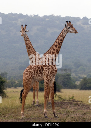 Giraffe Giraffa Plancius Akagera National Game Park Ruanda Central Nordafrika Stockfoto