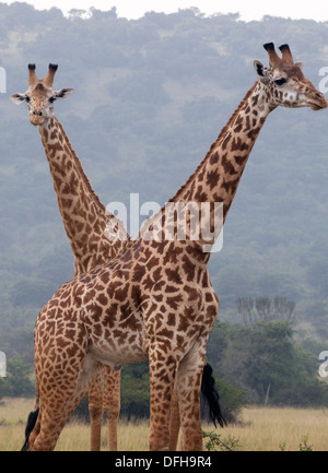 Giraffe Giraffa Plancius Akagera National Game Park Ruanda Central Nordafrika Stockfoto