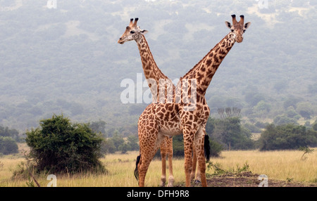 Giraffe Giraffa Plancius Akagera National Game Park Ruanda Central Nordafrika Stockfoto