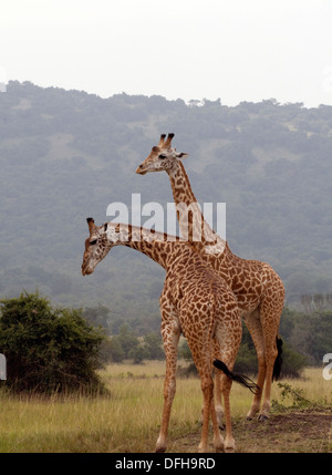 Giraffe Giraffa Plancius Akagera National Game Park Ruanda Central Nordafrika Stockfoto