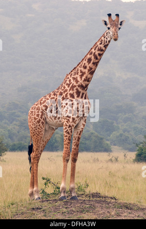 Giraffe Giraffa Plancius Akagera National Game Park Ruanda Central Nordafrika Stockfoto