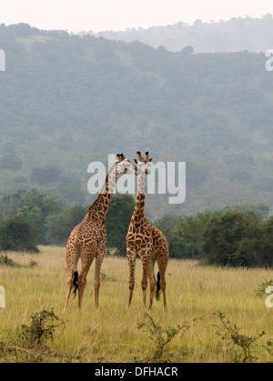 Giraffe Giraffa Plancius Akagera National Game Park Ruanda Central Nordafrika Stockfoto