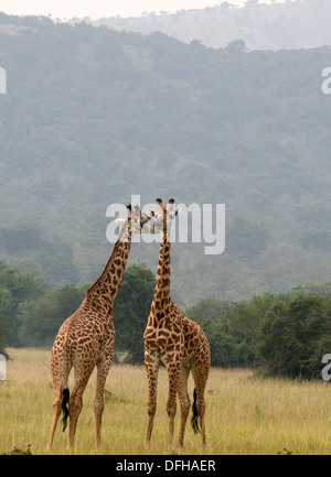 Giraffe Giraffa Plancius Akagera National Game Park Ruanda Central Nordafrika Stockfoto