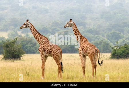 Giraffe Giraffa Plancius Akagera National Game Park Ruanda Central Nordafrika Stockfoto