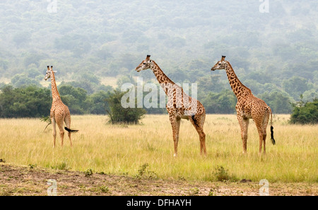 Giraffe Giraffa Plancius Akagera National Game Park Ruanda Central Nordafrika Stockfoto