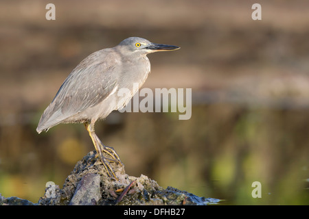 Lava Heron (Butorides Sundevalli) auf einem Felsen - Santa Cruz, Galapagos-Inseln. Stockfoto