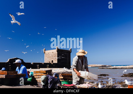 Fischer und Möwen über Skala du Port, Essaouira, Marokko Stockfoto