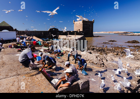 Fischer und Möwen über Skala du Port, Essaouira, Marokko Stockfoto