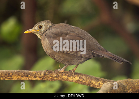 Eine weibliche Europäische Amsel gebeugt auf einem Hochsitz. Stockfoto