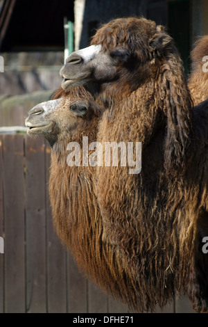 Ein Schuss von zwei Kamele stehen im zoo Stockfoto